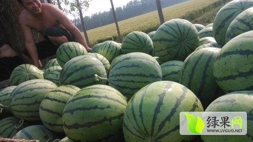 金乡最新大瓜爆料事件,揭秘惊人事件背后的真相